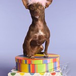 Chihuahua Costume Party Falls Short of a Record!