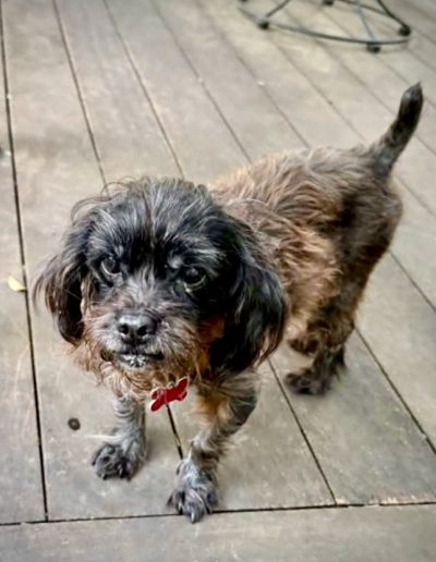 Dottie
